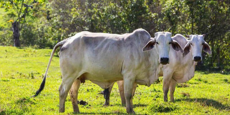 Nova regra amplia financiamento para melhoramento genético da pecuária sustentável 1 Nova regra amplia financiamento para melhoramento genético da pecuária sustentável