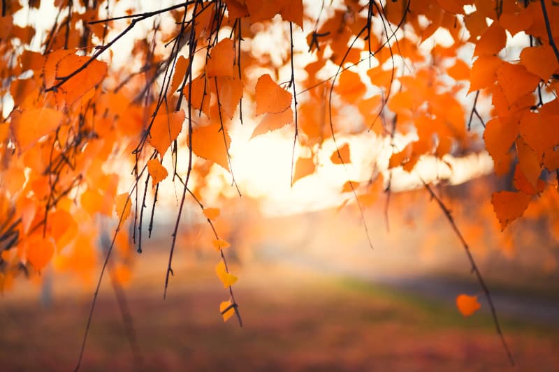 Outono de 2026 terá tempo mais seco e variações de temperatura pelo país, aponta Inmet 2 Outono de 2026