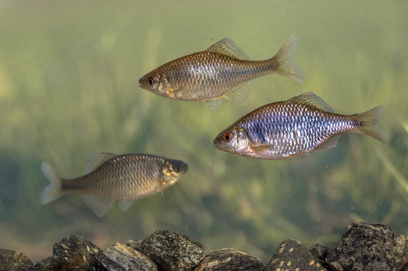 Peixes migratórios de água doce enfrentam risco crítico de extinção 3 Peixes com risco de extinção