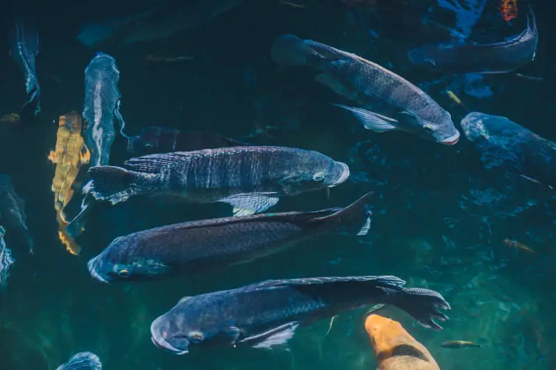 Peixes de água doce