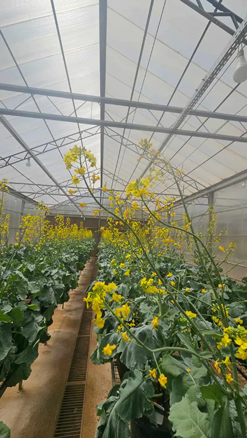 Produção de siliquas