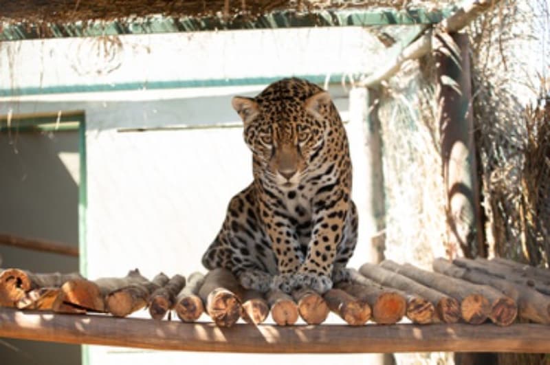 Reabilitação de onça pintada