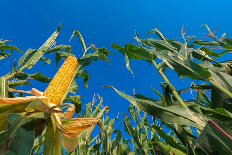 Safra de milho