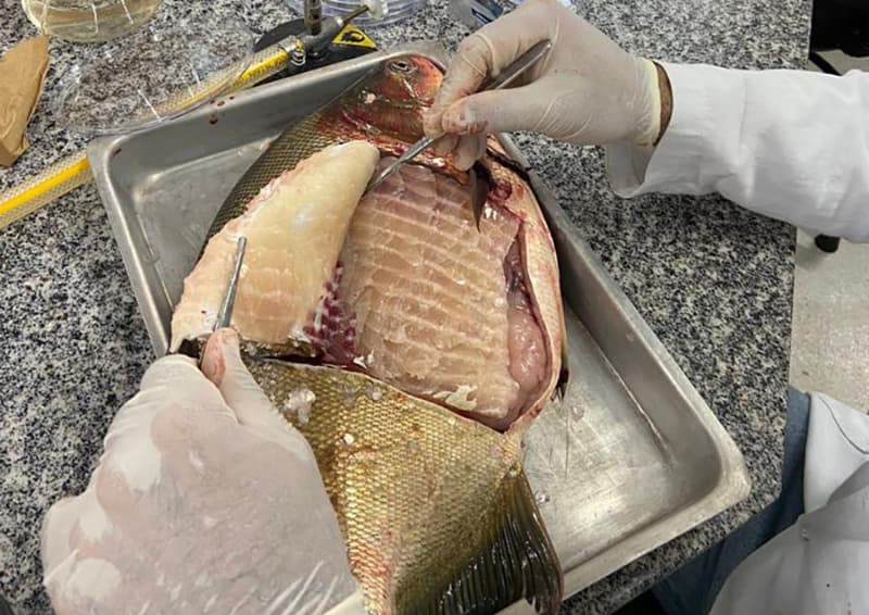 Bactéria Salmonella é detectada em viveiros de peixes no Centro-Oeste 2 Salmonella em criação de peixe