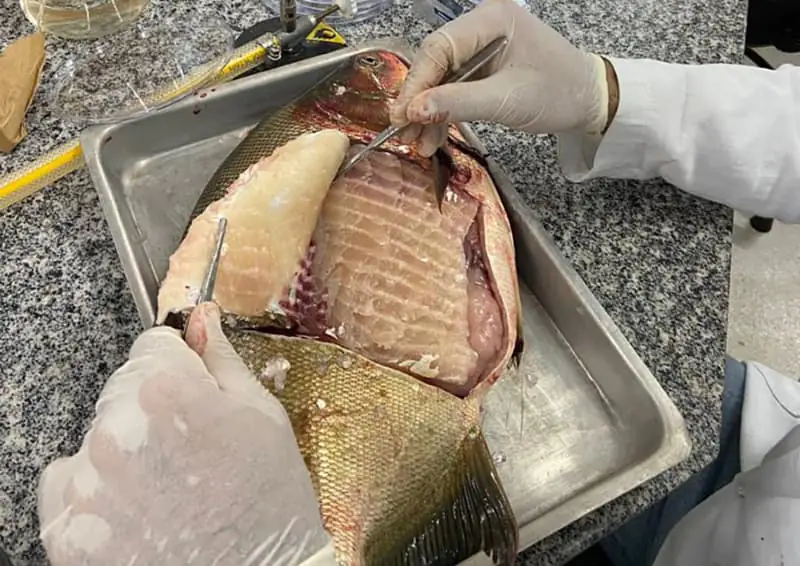 Salmonella em criação de peixe