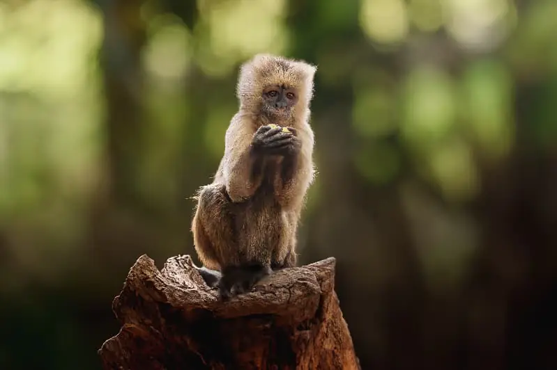 Soltura de macaco prego