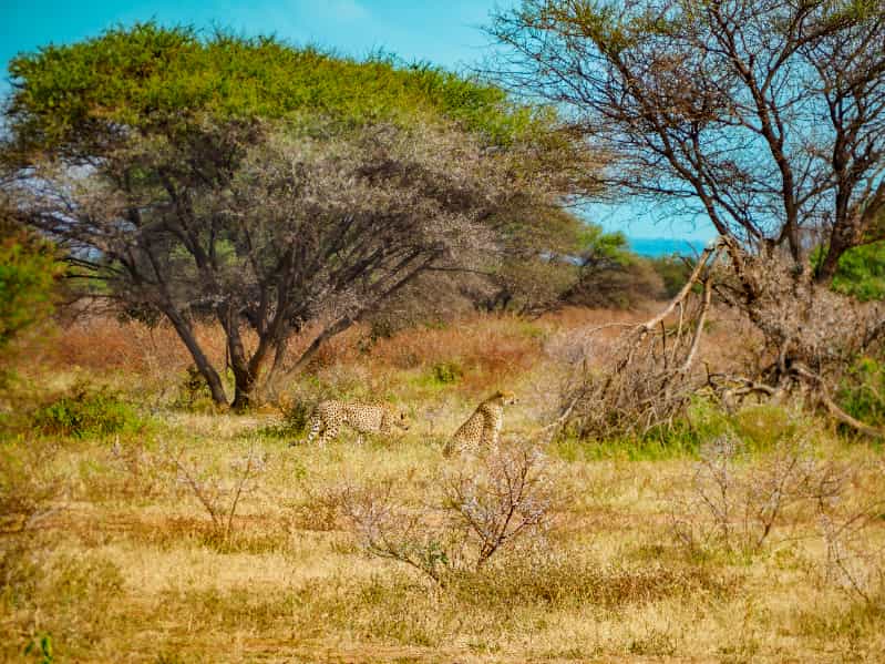 Sustentabilidade na caatinga