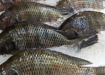 Tilapicultura avança em São Paulo e reforça ações sanitárias para proteger produção