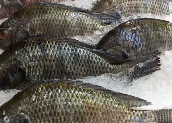 Tilapicultura avança em São Paulo e reforça ações sanitárias para proteger produção 9 Tilapicultura avança em São Paulo e reforça ações sanitárias para proteger produção