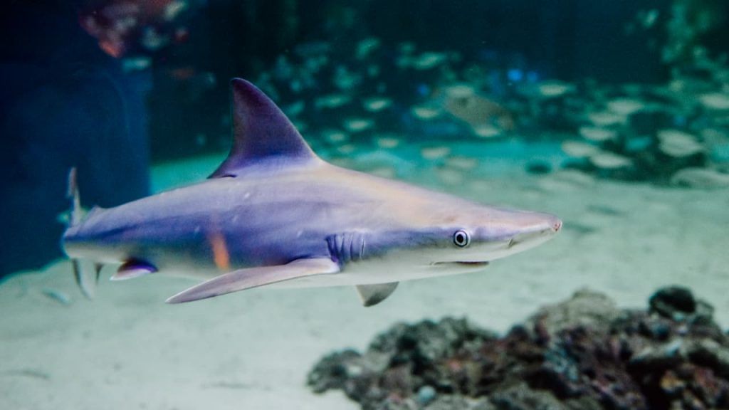 Ibama proíbe exportação de barbatanas de tubarão-azul no Brasil 2 Ibama proíbe exportação de barbatanas de tubarão-azul no Brasil