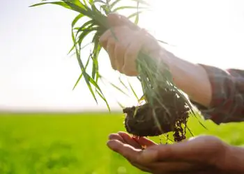 Agropecuaria brasileira projeta faturamento de R 142 trilhao em 2026 com queda de 44