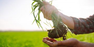 Agropecuária brasileira projeta faturamento de R$ 1,42 trilhão em 2026, com queda de 4,4%