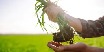 Agropecuária brasileira projeta faturamento de R$ 1,42 trilhão em 2026, com queda de 4,4%