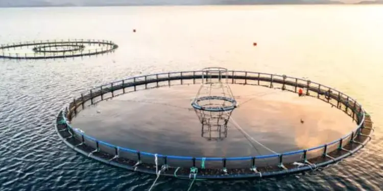 Aprovação de projeto avança e reforça segurança jurídica na aquicultura no país 1 Aprovação de projeto avança e reforça segurança jurídica na aquicultura no país
