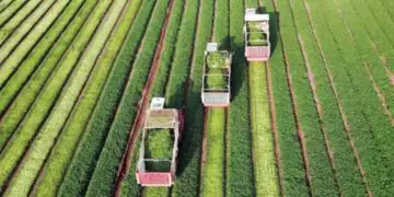 condições para empresas acessarem crédito do Brasil Soberano