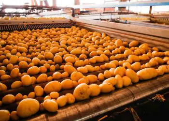 Batata-inglesa impulsiona produção em Goiás e aponta recuperação do setor para 2026