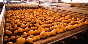 Batata-inglesa impulsiona produção em Goiás e aponta recuperação do setor para 2026