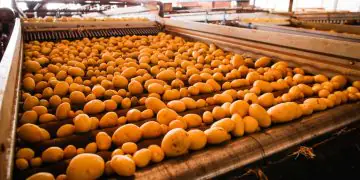 Batata-inglesa impulsiona produção em Goiás e aponta recuperação do setor para 2026