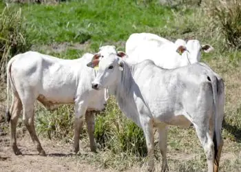 Bovinocultura em Goias deve movimentar R 237 bilhoes em 2026