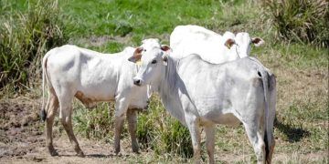 Bovinocultura em Goiás deve movimentar R$ 23,7 bilhões em 2026