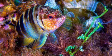 Brasil atualiza lista de espécies aquáticas ameaçadas e amplia regras de proteção