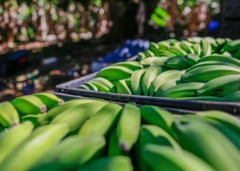 Brasil retira Sigatoka-negra da lista de pragas quarentenárias