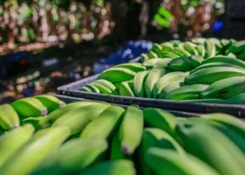 Brasil retira Sigatoka-negra da lista de pragas quarentenárias 8 Brasil retira Sigatoka-negra da lista de pragas quarentenárias