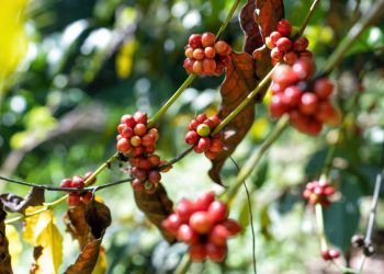 CNA propoe ajustes em financiamento para lavouras de cafe impactadas por eventos climaticos