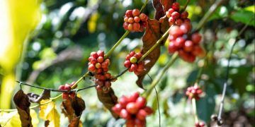 CNA propõe ajustes em financiamento para lavouras de café impactadas por eventos climáticos