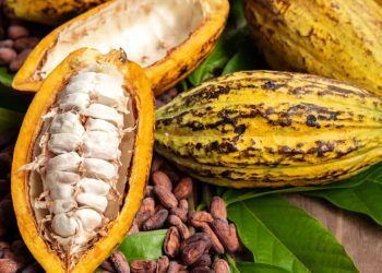 Cadeia produtiva do cacau ganha reforço com novas regras para composição de chocolates