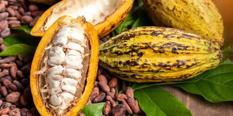 Cadeia produtiva do cacau ganha reforço com novas regras para composição de chocolates 1 Cadeia produtiva do cacau ganha reforço com novas regras para composição de chocolates