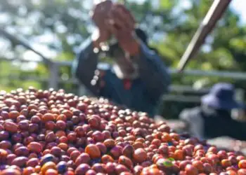 Café brasileiro reforça liderança global e valor cultural no Dia Mundial do Café
