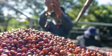 Café brasileiro reforça liderança global e valor cultural no Dia Mundial do Café