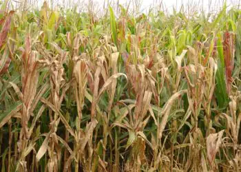 Cigarrinha-do-milho provoca perdas bilionárias na produção nacional 6 Cigarrinha-do-milho provoca perdas bilionárias na produção nacional