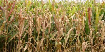 Cigarrinha-do-milho provoca perdas bilionárias na produção nacional
