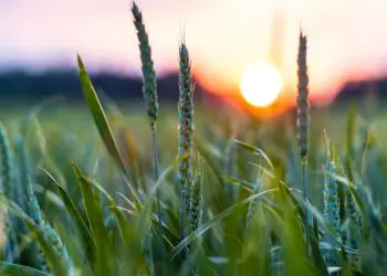 Clima irregular pressiona safra de verão no Sul e reduz produtividade 9 Clima irregular pressiona safra de verão no Sul e reduz produtividade