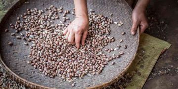 Colheita da primeira safra de feijão avança com impactos do clima no MATOPIBA