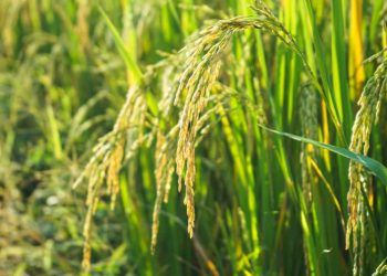 Conab inicia leilões para apoiar escoamento de arroz da safra 2025/26