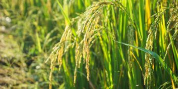 Conab inicia leilões para apoiar escoamento de arroz da safra 2025/26