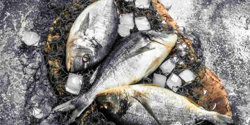 Consumo de peixe cresce na Páscoa e exige atenção na hora da compra; confira as dicas