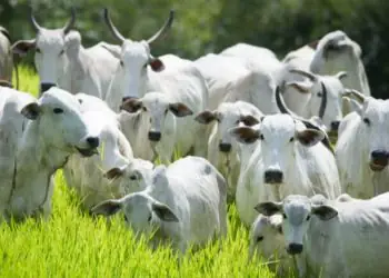 Declaração de rebanho em Goiás será obrigatória entre 1º e 31 de maio; veja como fazer