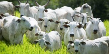 Declaração de rebanho em Goiás será obrigatória entre 1º e 31 de maio; veja como fazer