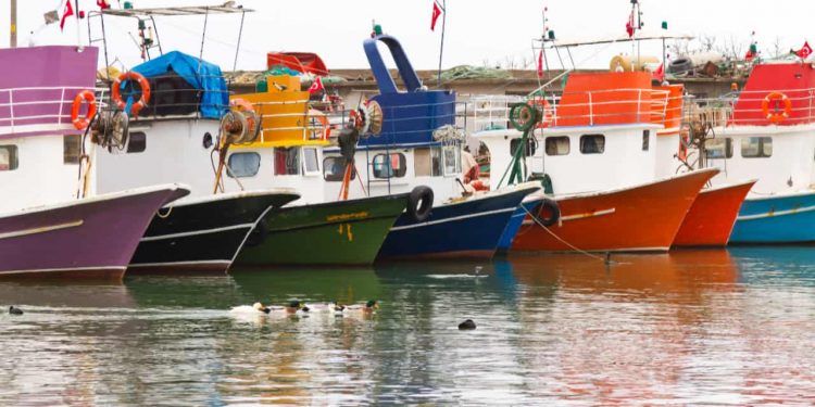 Embarcações pesqueiras têm prazos definidos para adequação sanitária; confira 1 Embarcações pesqueiras têm prazos definidos para adequação sanitária; confira