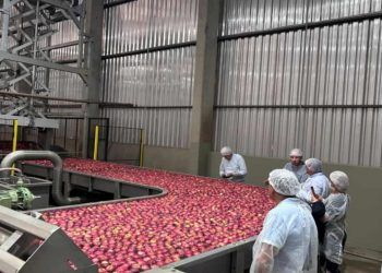 Entrada de frutas brasileiras em Cuba ganha impulso após missão técnica