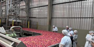 Entrada de frutas brasileiras em Cuba ganha impulso após missão técnica