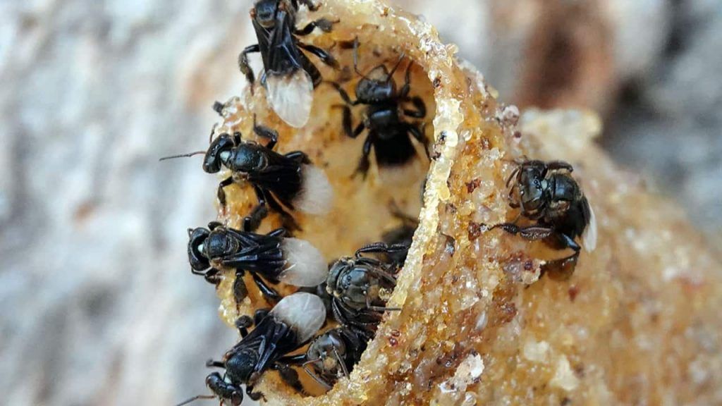 Estudo revela impacto de fungicidas em abelhas sem ferrão