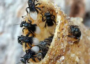 Estudo revela impacto de fungicidas em abelhas sem ferrão 9 Estudo revela impacto de fungicidas em abelhas sem ferrão