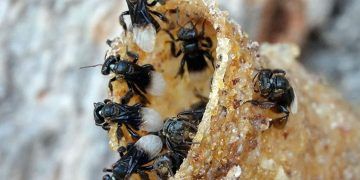 Estudo revela impacto de fungicidas em abelhas sem ferrão