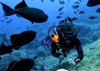 Expedição revela biodiversidade marinha inédita em montes submarinos no ES
