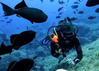 Expedição revela biodiversidade marinha inédita em montes submarinos no ES